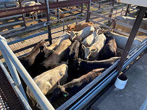 Moree Saleyards