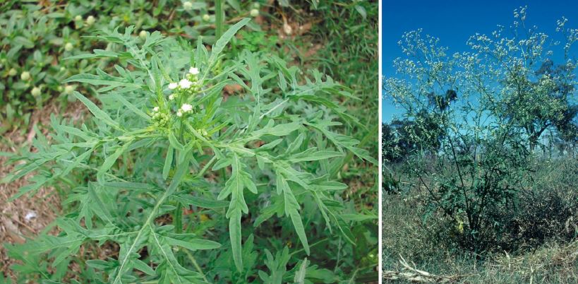Parthenium Weed