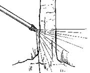 Basal Barking