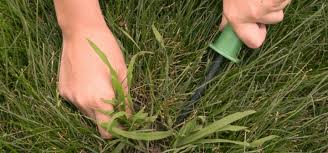 Complete Weed Removal