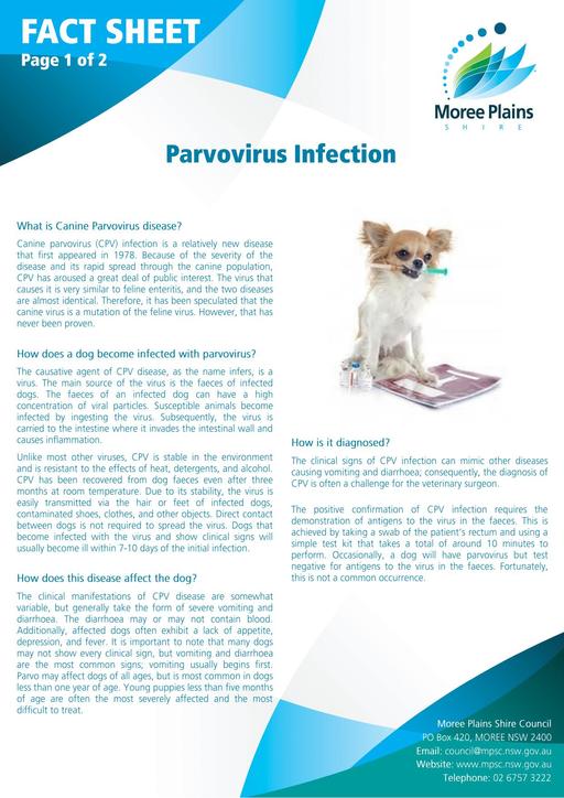 Fact Sheet   Parvovirus Infection