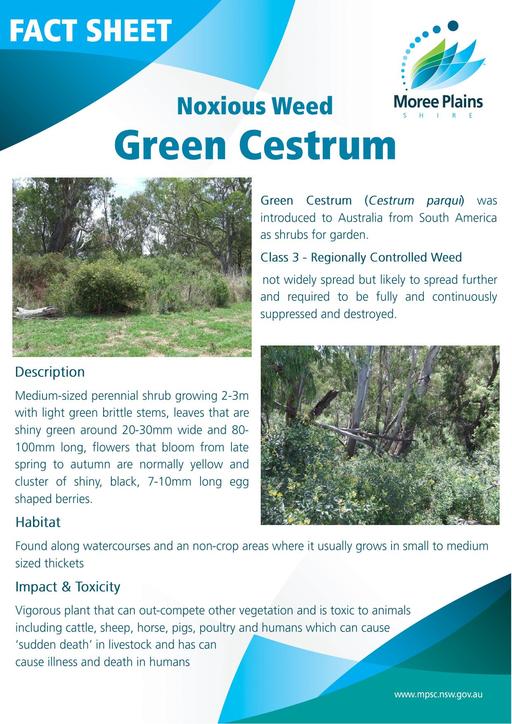 Fact Sheet   Green Cestrum