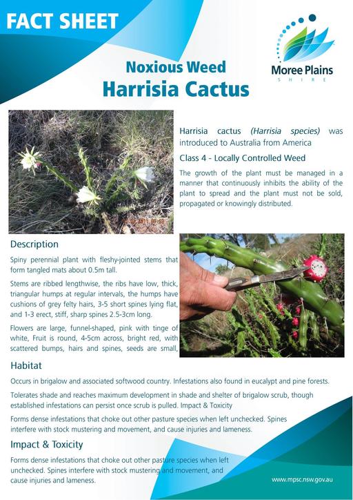 Fact Sheet   Harrisia Cactus