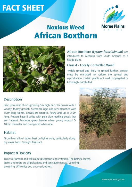 Fact Sheet   African Boxthorn