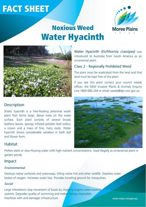 Fact Sheet   Water hyacinth